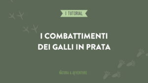 I combattimenti dei galli in prata