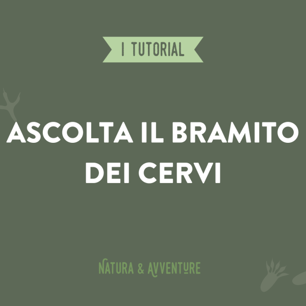 Ascolta il bramito dei cervi