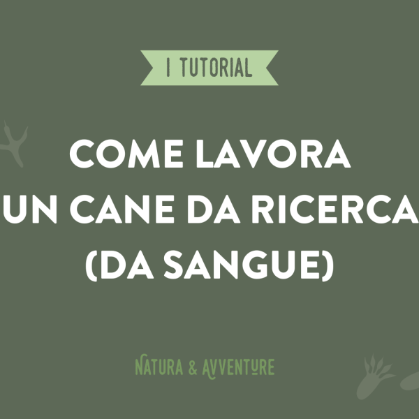 Come lavora un cane da ricerca (da sangue)